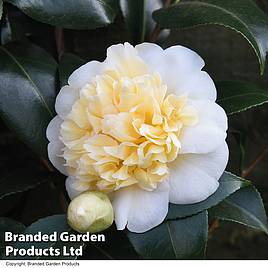 Camellia Blooming Wonder White