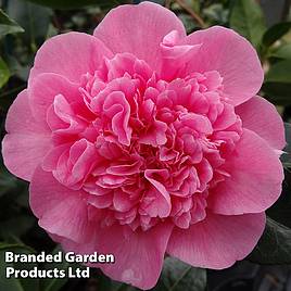 Camellia x williamsii Debbie