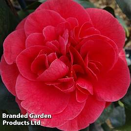 Camellia japonica Lady Campbell