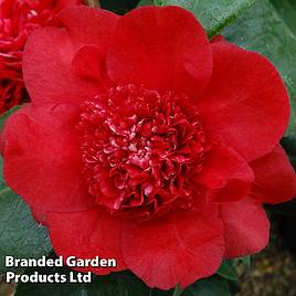 Camellia x williamsii Ruby Wedding