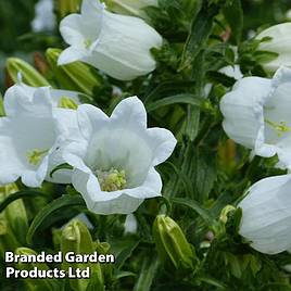 Campanula medium White