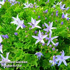 Campanula garganica