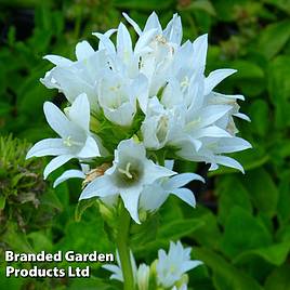 Campanula glomerata Alba