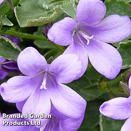 Campanula portenschlagiana Catharina