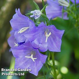 Campanula persicifolia Blue Bell