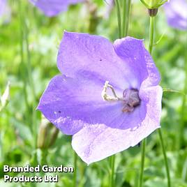 Campanula carpatica Blue