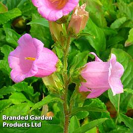 Campanula medium Rose