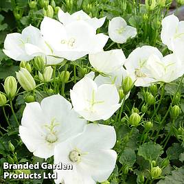 Campanula carpatica Pearl White