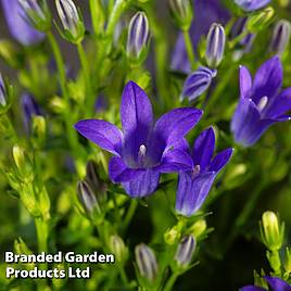 Campanula portenschlagiana