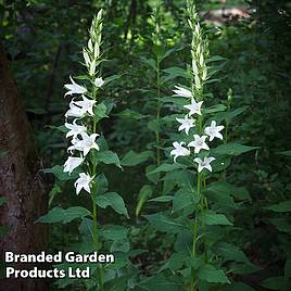 Campanula pyramidalis Alba