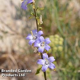 Campanula pyramidalis Blue