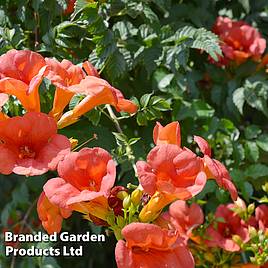 Campsis radicans