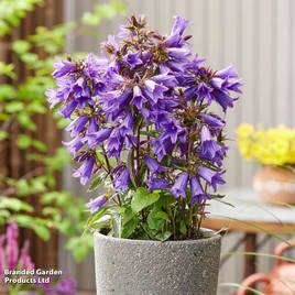 Campanula Rebelle