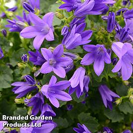 Campanula poscharskyana Stella