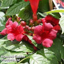 Campsis radicans Stromboli