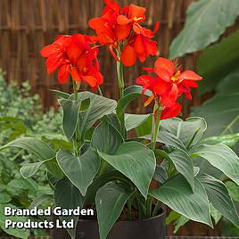 Canna x generalis Cannova Scarlet