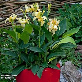 Canna x generalis Cannova Yellow