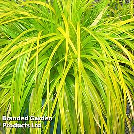 Carex oshimensis Everillo