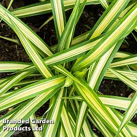 Carex oshimensis Eversheen (Evercolour Series)