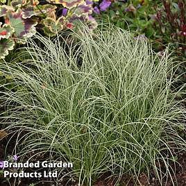 Carex comans Frosted Curls