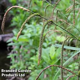 Carex pendula (Marginal Aquatic)