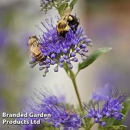 Caryopteris clandonensis Dark Knight