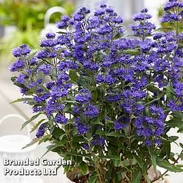 Caryopteris x clandonensis Grand Bleu