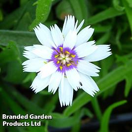 Catananche Caerulea Alba