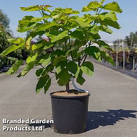 Catalpa bignonioides Aurea