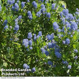 Ceanothus Skylark