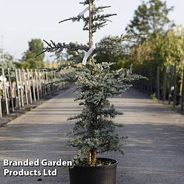 Cedrus libani Horstmanns Silberspitz