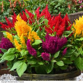 Celosia First Flame Mix