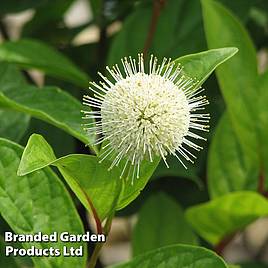 Cephalanthus occidentalis Fiber Optics