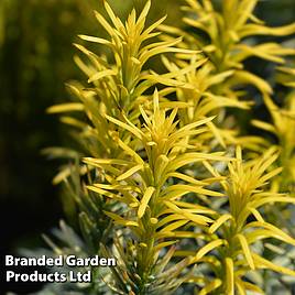 Cephalotaxus harringtonia Korean Gold