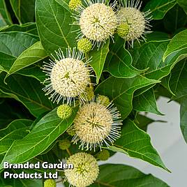 Cephalanthus occidentalis Honeyballs