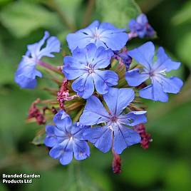 Ceratostigma willmottianum Forest Blue