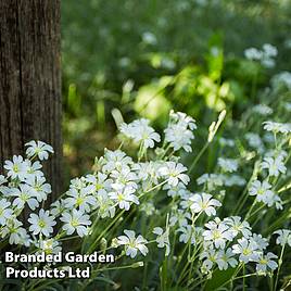 Cerastium tomentosum