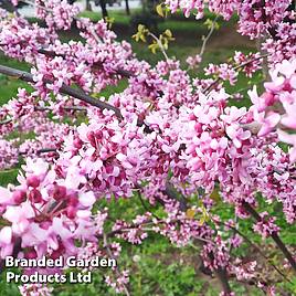 Cercis chinensis Avondale