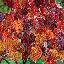 Cercis canadensis Forest Pansy