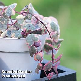 Ceropegia linearis subsp. woodii Variegata