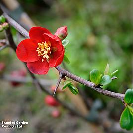 Chaenomeles x superba Crimson and Gold