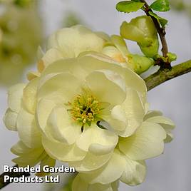 Chaenomeles speciosa Lemon Sorbet