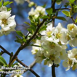 Chaenomeles speciosa Nivalis