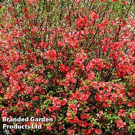 Chaenomeles Scarlet Storm