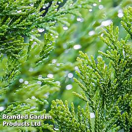 Chamaecyparis lawsoniana Little Spire