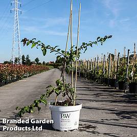 Chaenomeles speciosa Mango Storm