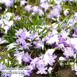 Chionodoxa luciliae Mixed