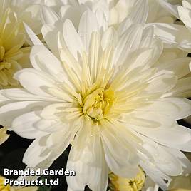 Chrysanthemum Aluga White