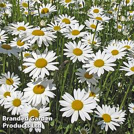 Chrysanthemum vulgare May Queen