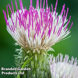 Cirsium Pink Blush